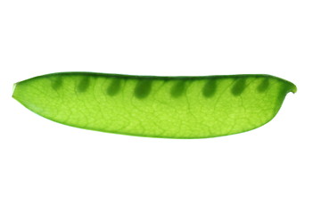 Image showing Snow Pea