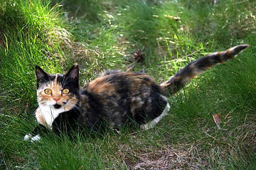 Image showing Cat in the grass