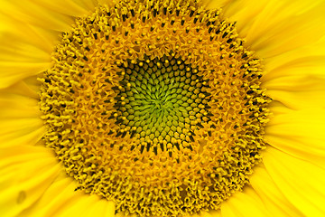 Image showing Sunflower