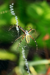 Image showing Spider