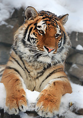 Image showing Tiger portrait