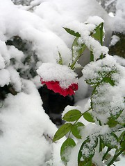 Image showing rose in the winter