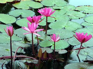 Image showing Water lilies and leaves