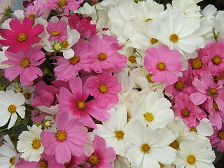 Image showing Field flowers