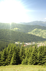 Image showing Forest landscape