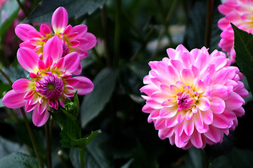 Image showing Dahlia Gretchen