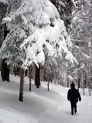 Image showing Winter forest