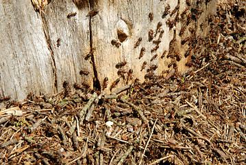 Image showing ants