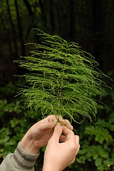 Image showing horsetail