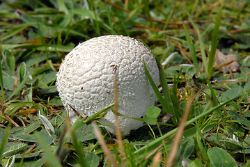 Image showing puffball