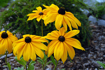 Image showing flowers in my garden