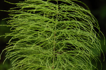 Image showing horsetail