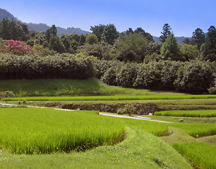 Image showing Rice Culture