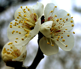 Image showing Plum Flowers