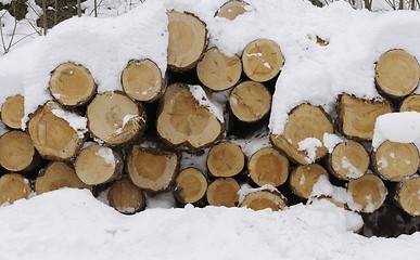 Image showing Norwegian timber in the snow