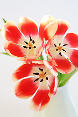 Image showing Tulips in vase