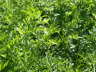 Image showing Green Carrot Tops