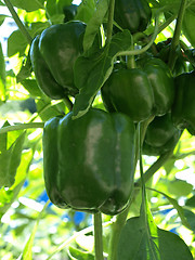 Image showing Growing Bell Peppers