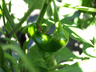 Image showing Growing Peppers