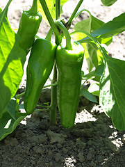 Image showing Peppers on the Vine