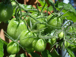 Image showing Green Tomatoes on the Vine