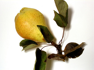 Image showing pears