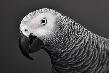 Image showing African Grey Parrot 