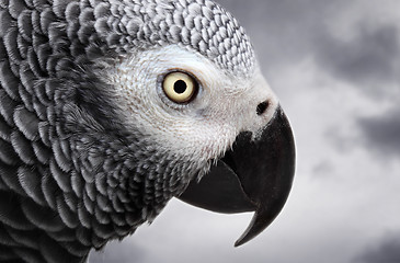 Image showing African Grey Parrot isolated on white