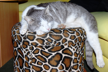Image showing Cat sleeping