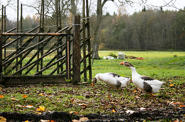 Image showing Geese at Eivere Manor