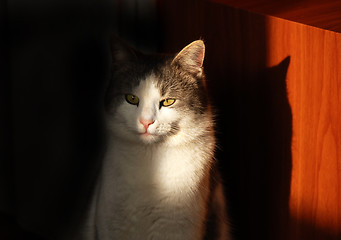 Image showing Cat eye in sunlight