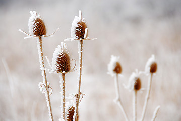 Image showing Icy plants