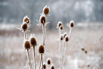 Image showing Icy plants