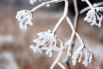 Image showing Icy plant