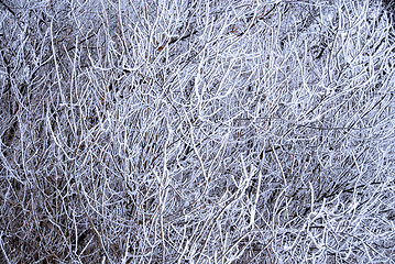 Image showing Icy branch background