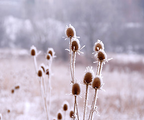 Image showing Icy plants