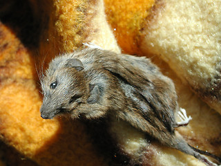 Image showing Brown Mouse