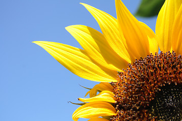 Image showing sunflower background