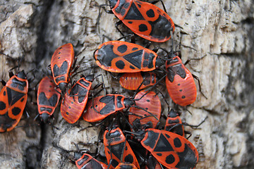 Image showing red bugs