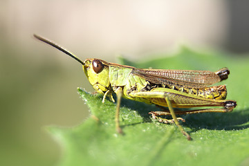 Image showing grasshopper