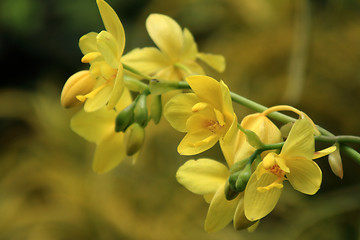 Image showing Vanda, Orchid