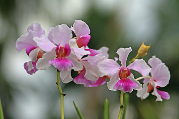 Image showing Vanda, Orchid