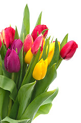 Image showing Tulips