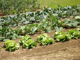 Image showing salad