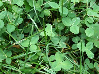 Image showing clover