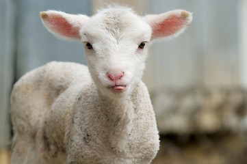 Image showing cute lamb tongue out