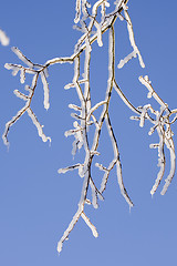 Image showing Ice Branch 1