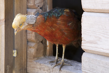 Image showing Golden Pheasant