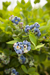 Image showing Blueberries