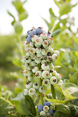 Image showing Blueberries